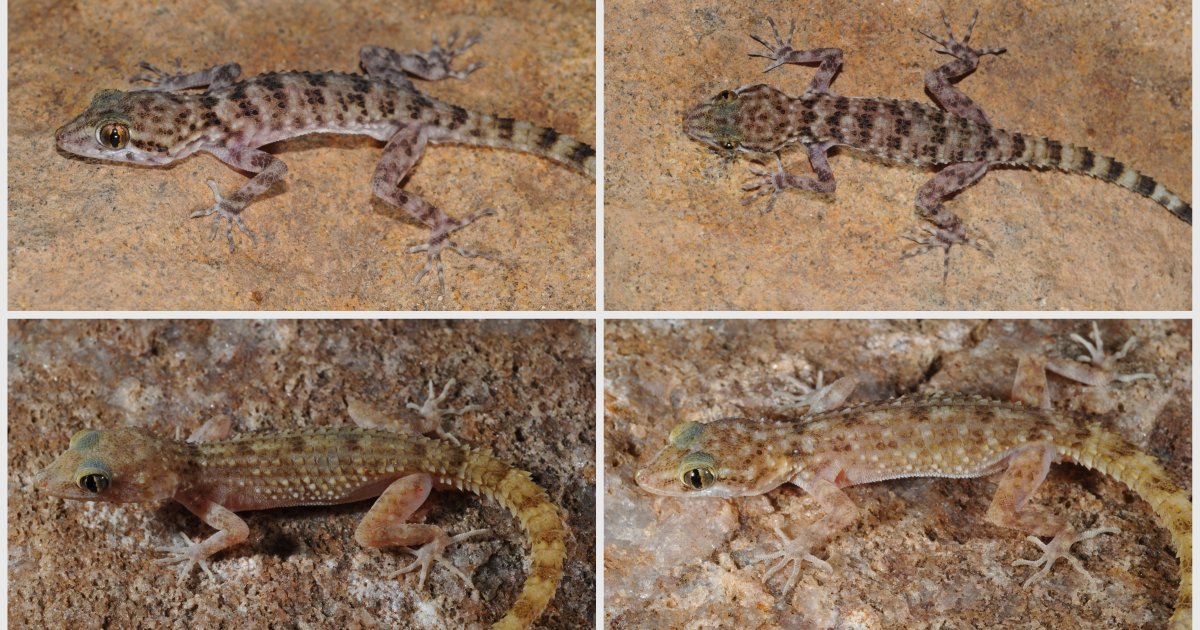 Gecko Indiana Plate tectonics and Indian geckos - IndiaBioscience