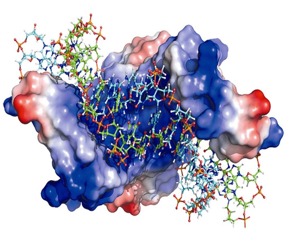 Histone-like proteins in bacteria could be potential drug targets ...