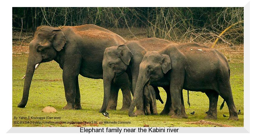 Using genetics to analyze elephants in conflict - IndiaBioscience