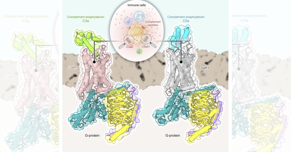 Structures provide the answer for the complement system - IndiaBioscience