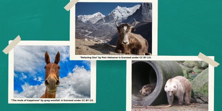 Sterile hybrids in nature: Biological limits or evolutionary assets?