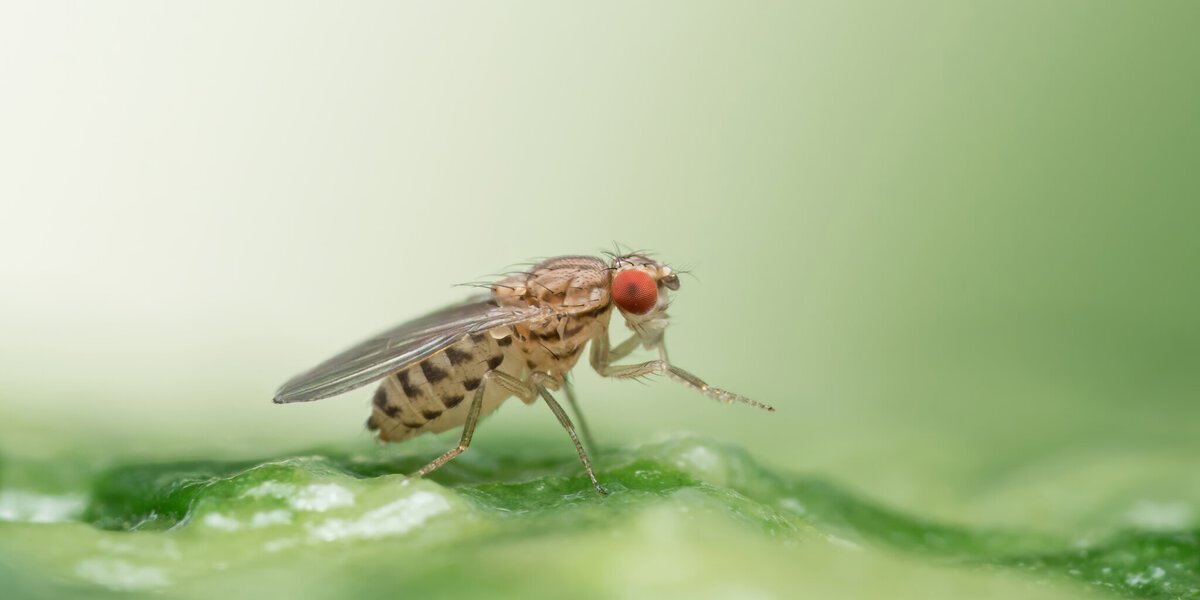 From scent to survival: The evolution of toxic food tolerance in Drosophila