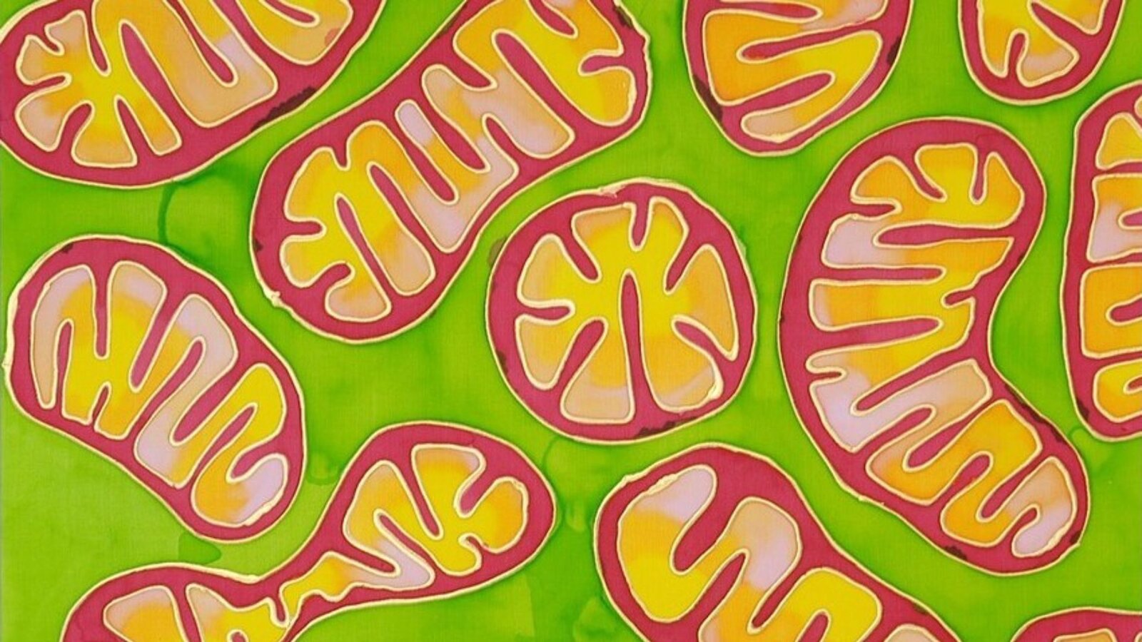 Sai Pujitha SciTales