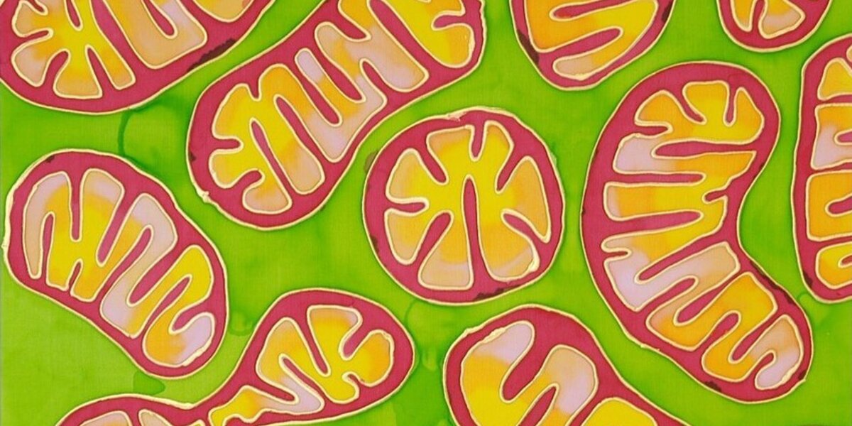 Mitochondria: The guardians of immunity!